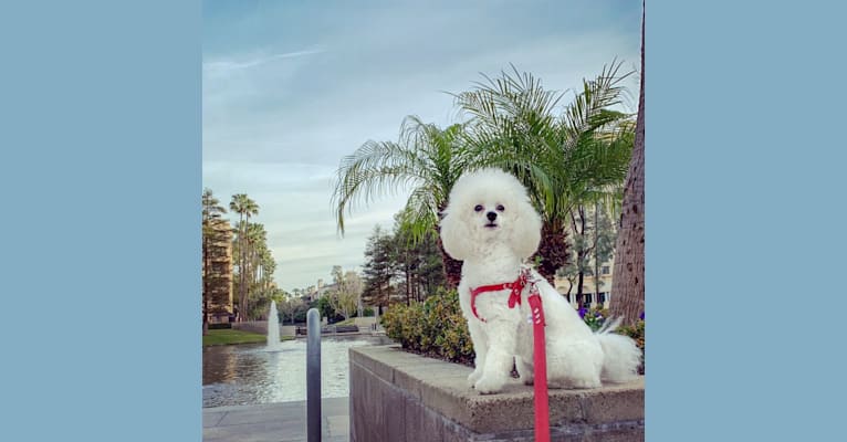 Photo of GiGi L'Amour, a Poodle (Small)  in Takoma Park, MD, USA