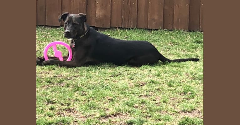 Axel, a Staffordshire Terrier and Rottweiler mix tested with EmbarkVet.com