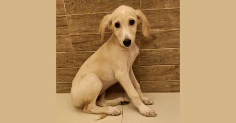 Saluki crossbreed online