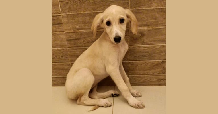 Cleo, a West Asian Village Dog and Saluki mix tested with EmbarkVet.com