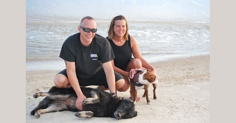 Ashley, a German Shepherd Dog tested with EmbarkVet.com