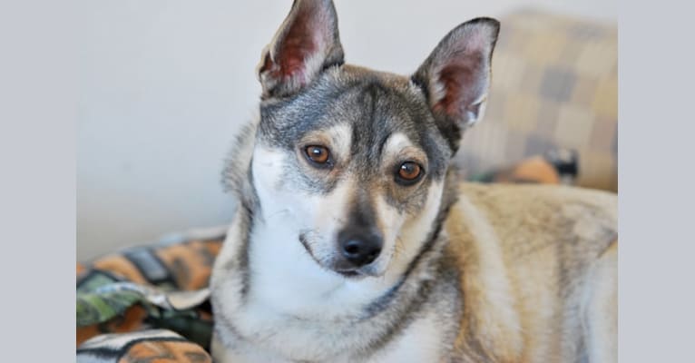 Fuji, an American Eskimo Dog and Chihuahua mix tested with EmbarkVet.com