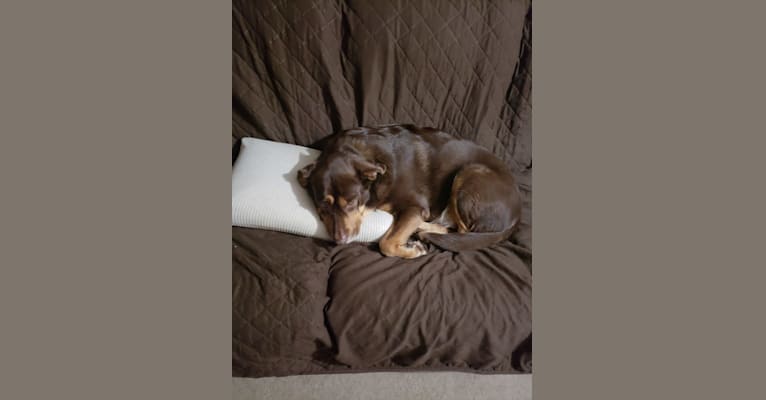 Donovan, a Labrador Retriever and Golden Retriever mix tested with EmbarkVet.com