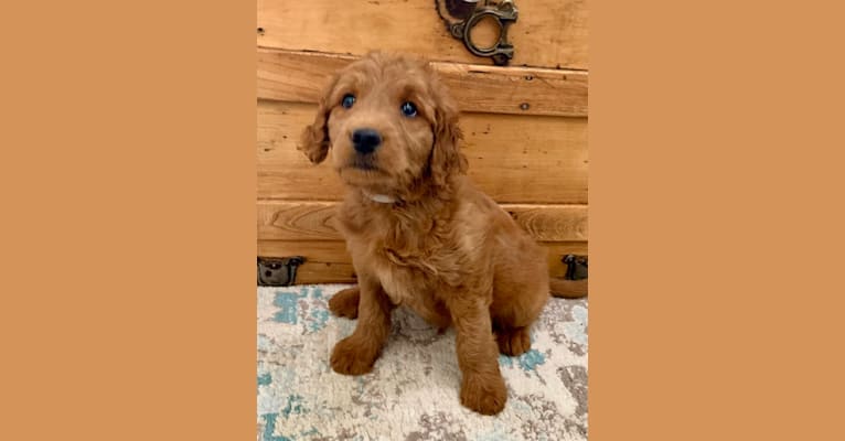 Gray Collar, a Goldendoodle tested with EmbarkVet.com