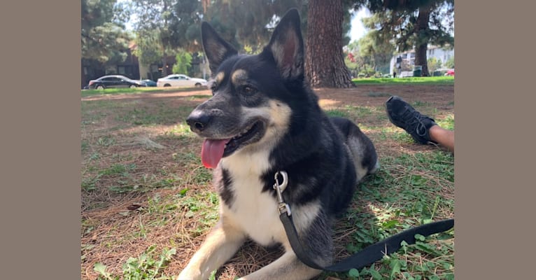 Zuma, a Miniature/MAS-type Australian Shepherd and Siberian Husky mix tested with EmbarkVet.com