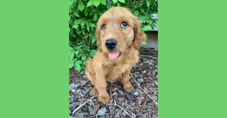 Gray Collar, a Goldendoodle tested with EmbarkVet.com