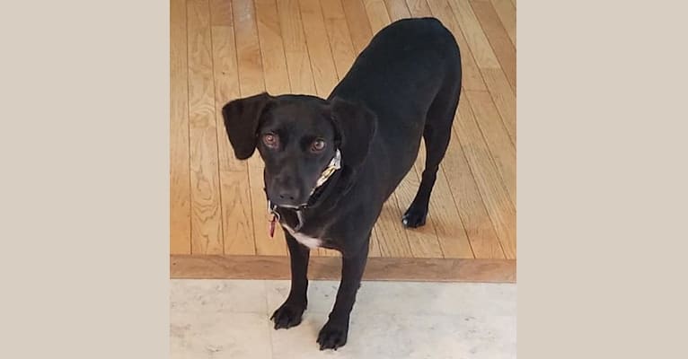 Black lab pinscher top mix