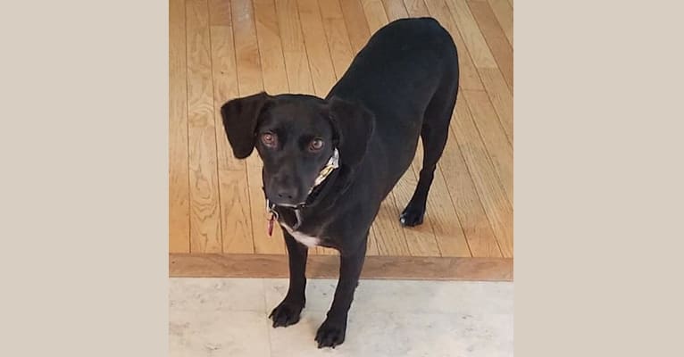 Fiona, a Boykin Spaniel and Miniature Pinscher mix tested with EmbarkVet.com