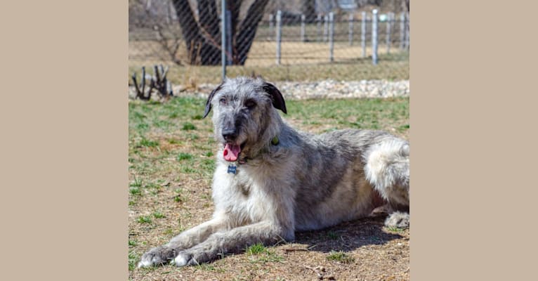 Photo of Shadow, an Irish Wolfhound  in Denver, Colorado, USA