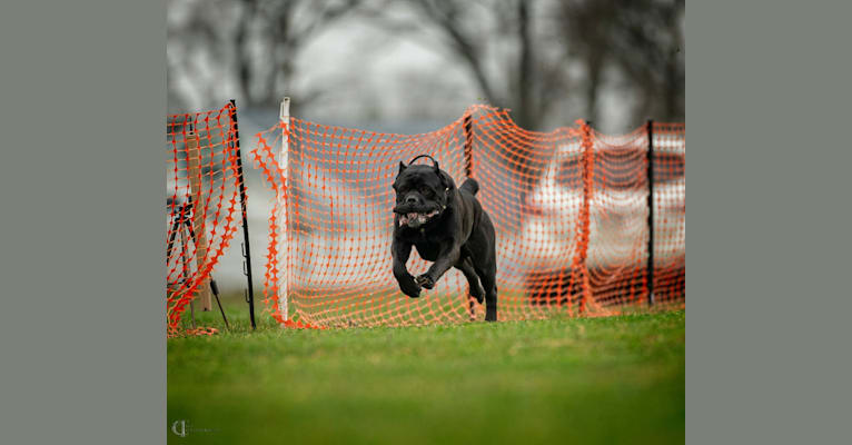Diesel, a Cane Corso tested with EmbarkVet.com
