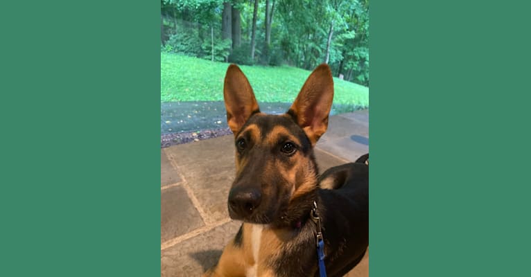 Lola, a German Shepherd Dog and American Pit Bull Terrier mix tested with EmbarkVet.com