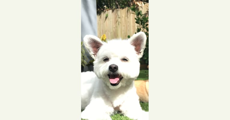 JOJO, an American Eskimo Dog and Poodle (Small) mix tested with EmbarkVet.com
