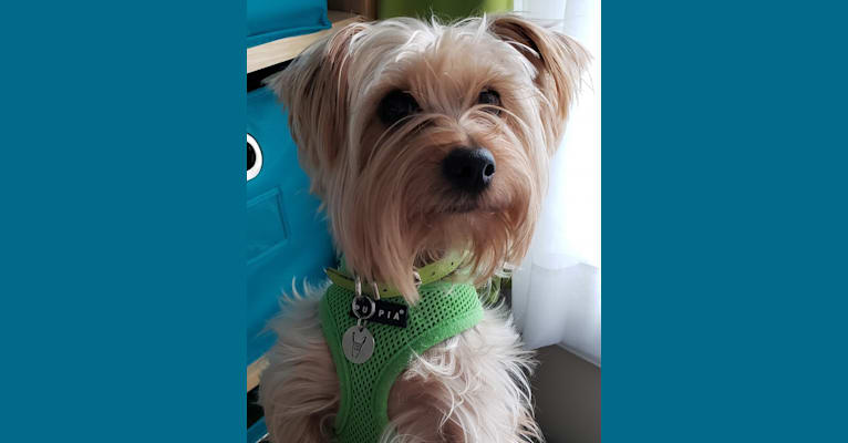 Loki, a Yorkshire Terrier tested with EmbarkVet.com