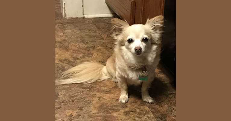 Rosie Marie, a Chihuahua and Pomeranian mix tested with EmbarkVet.com