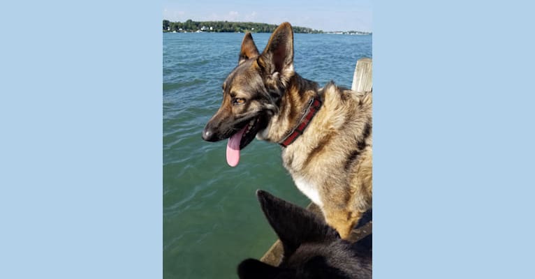 Heidi, a German Shepherd Dog tested with EmbarkVet.com