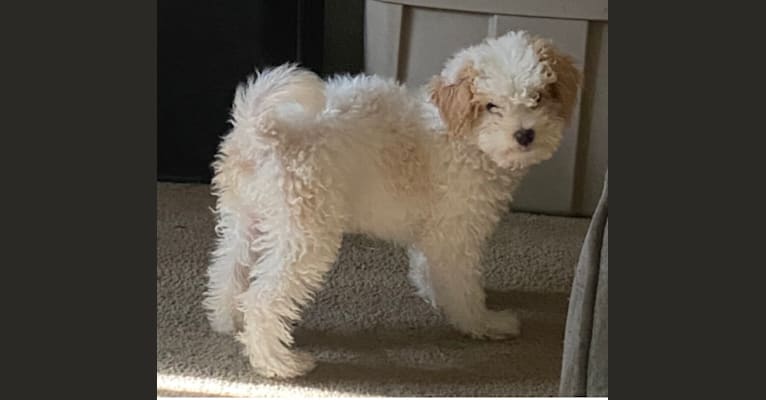Pax, a Poodle (Small) and Cocker Spaniel mix tested with EmbarkVet.com