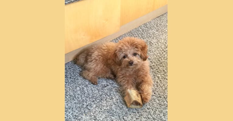 Photo of Nixie, a Poodle (Small), Pomeranian, and Lhasa Apso mix in Pittsburgh, Pennsylvania, USA