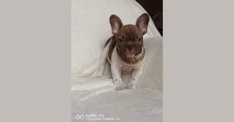 Winston, a French Bulldog tested with EmbarkVet.com