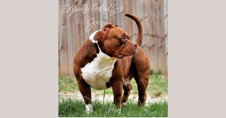 JJ, an American Bully tested with EmbarkVet.com