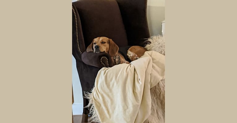 Ethan, a Beagle and Chinese Shar-Pei mix tested with EmbarkVet.com