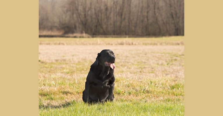 Tugger, a Labrador Retriever tested with EmbarkVet.com
