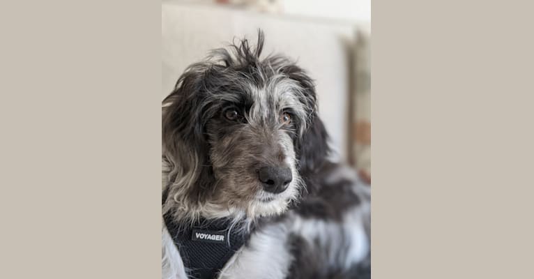 Nora, an Aussiedoodle (6.2% unresolved) tested with EmbarkVet.com