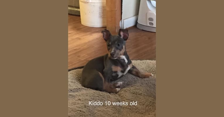 Kiddo, a Teddy Roosevelt Terrier tested with EmbarkVet.com