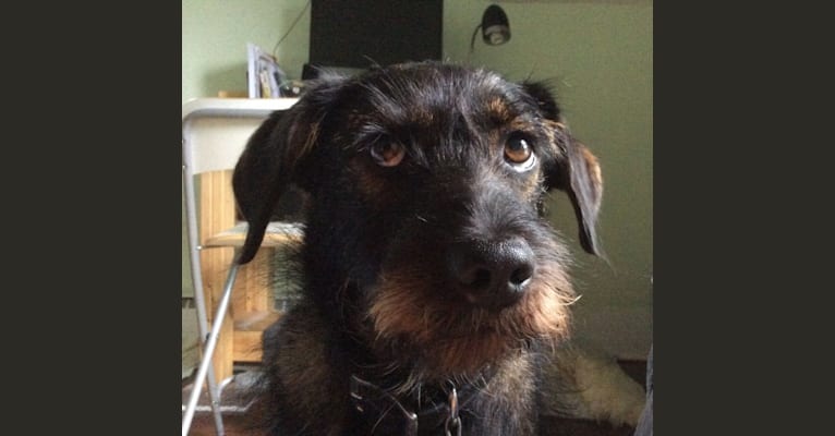 Ozzie, a Miniature Schnauzer and Golden Retriever mix tested with EmbarkVet.com