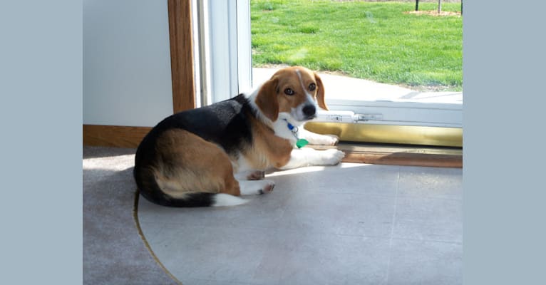 Corgi hound dog mix outlet