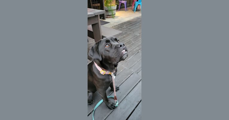 Mochi, a Labrador Retriever and Bulldog mix tested with EmbarkVet.com