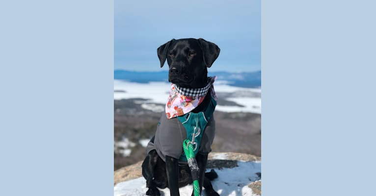 Eclipse, a Labrador Retriever and Mountain Cur mix tested with EmbarkVet.com