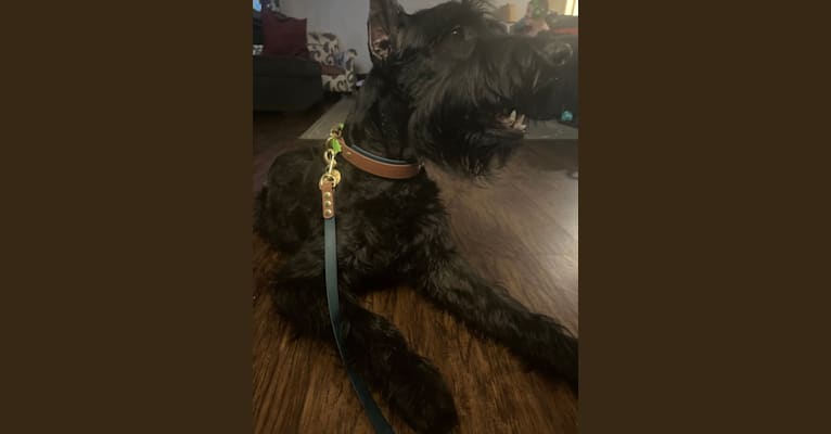Duckweed, a Giant Schnauzer tested with EmbarkVet.com