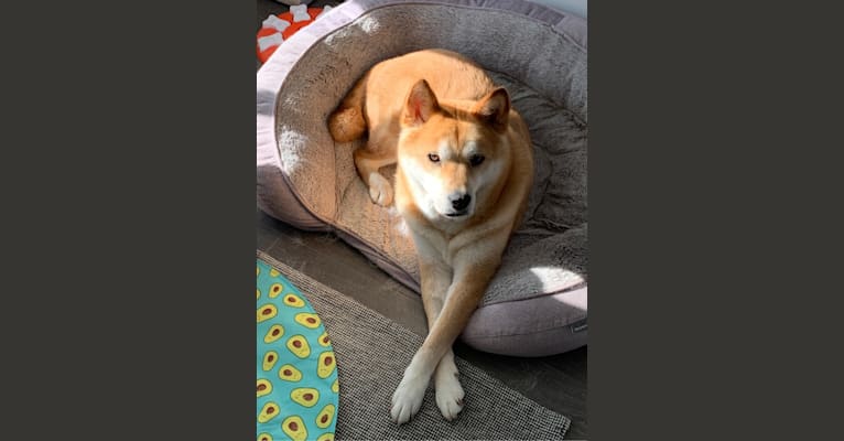 Pakie, a Japanese or Korean Village Dog tested with EmbarkVet.com