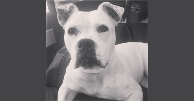 Lola, an American Bulldog tested with EmbarkVet.com