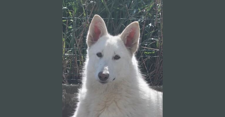 Roofy, a White Shepherd tested with EmbarkVet.com