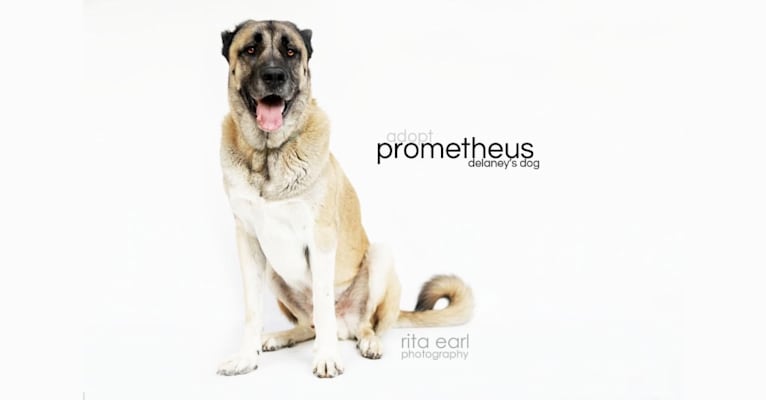 Photo of Prometheus, an Armenian Gampr and Neapolitan Mastiff mix in Los Angeles, California, USA