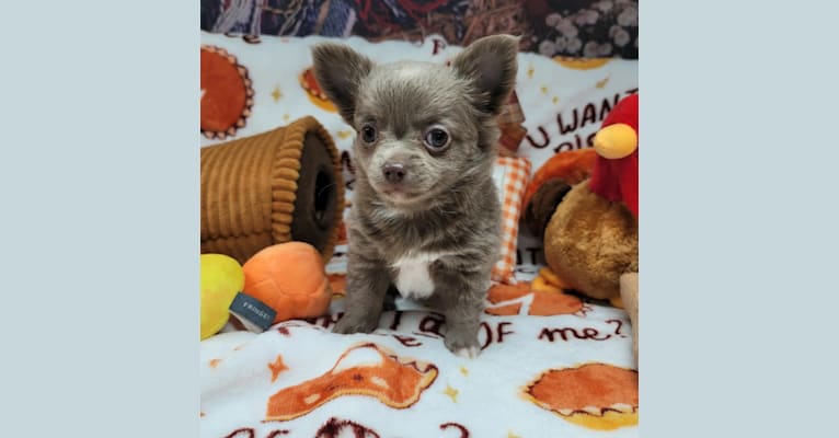 Wednesday, a Chihuahua tested with EmbarkVet.com