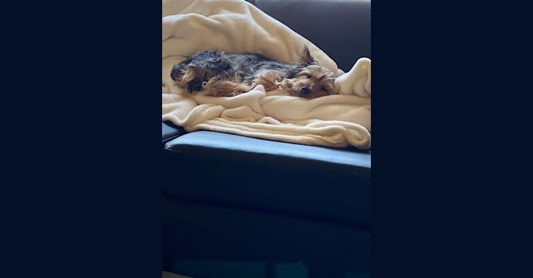Bentley, a Chorkie tested with EmbarkVet.com