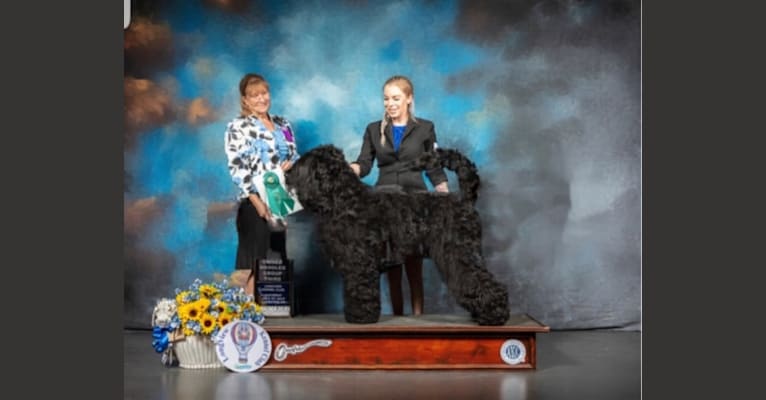 Herodes Fyodor Bella Fantasia, a Black Russian Terrier tested with EmbarkVet.com