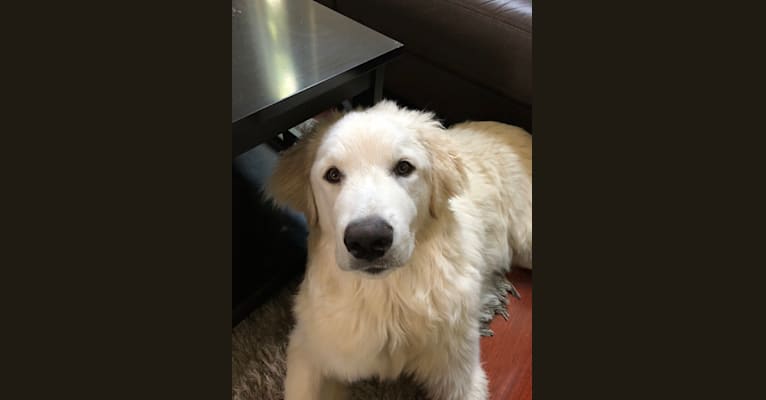 Photo of Snow, a Great Pyrenees and German Shepherd Dog mix in Texas, USA