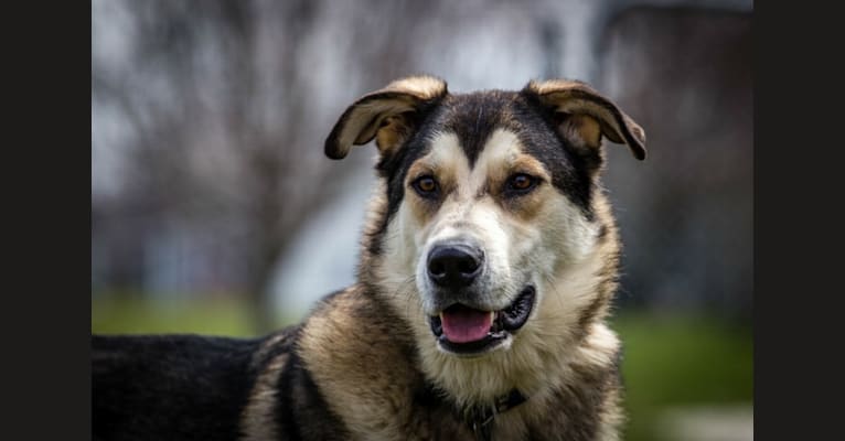 Finn, a German Shepherd Dog and Alaskan Malamute mix tested with EmbarkVet.com