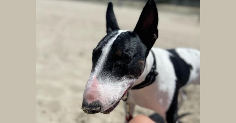 Lorenzo, a Bull Terrier tested with EmbarkVet.com
