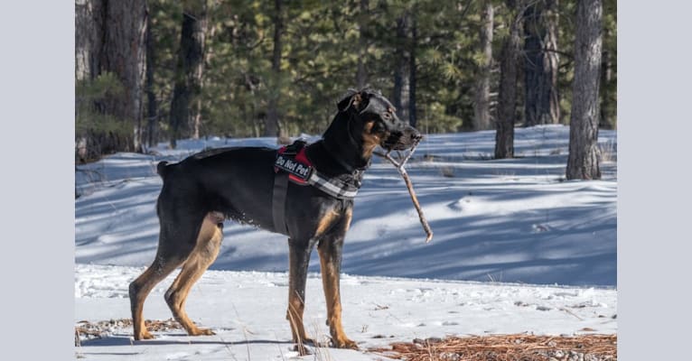 Oso, a Rottweiler and German Shepherd Dog mix tested with EmbarkVet.com