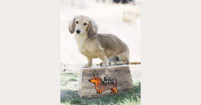 Photo of Rodeo, a Dachshund  in Los Lunas, NM, USA