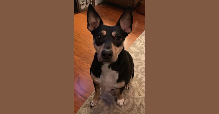 Mountain cur shop rat terrier mix