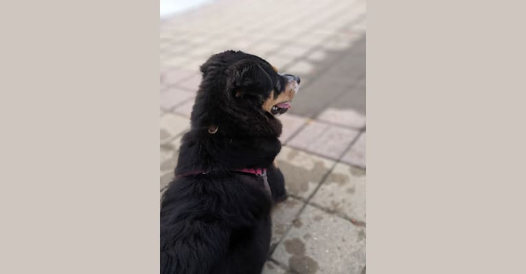 Felicia, a Chow Chow and Doberman Pinscher mix tested with EmbarkVet.com
