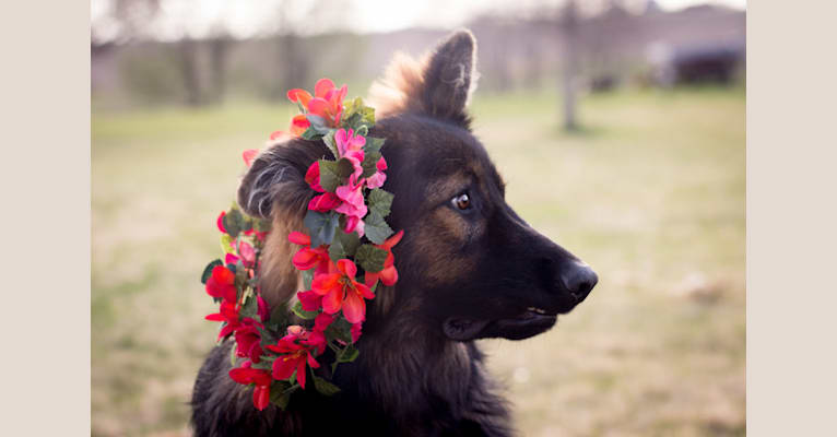 Xenavi, a German Shepherd Dog tested with EmbarkVet.com