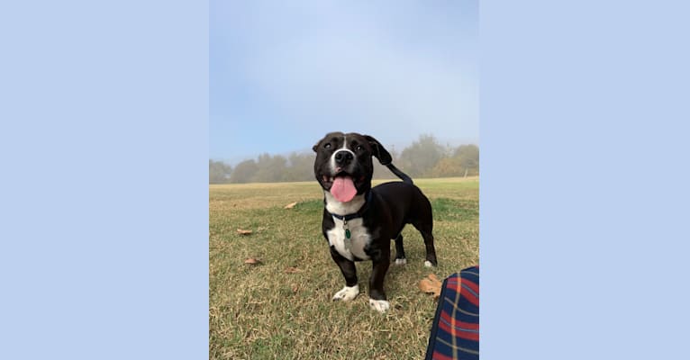embark dog dna test breed