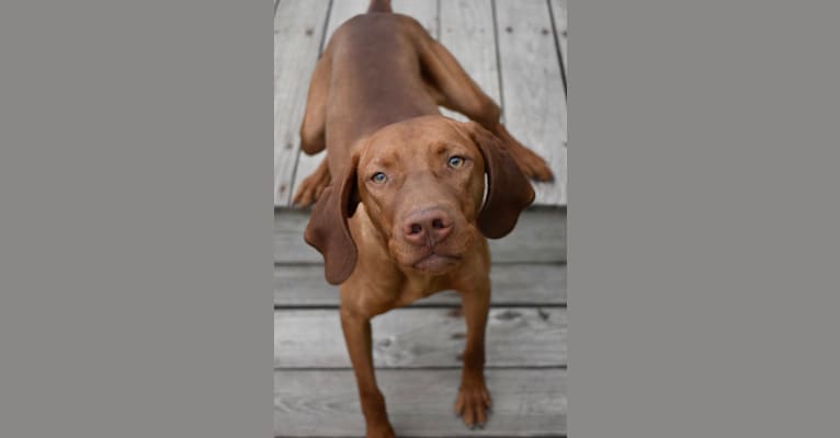 Photo of Trout, a Vizsla  in Zionsville, IN, USA