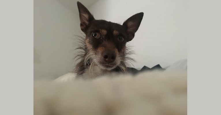 May, a Chihuahua and Lhasa Apso mix tested with EmbarkVet.com